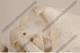 Photo References of Skull